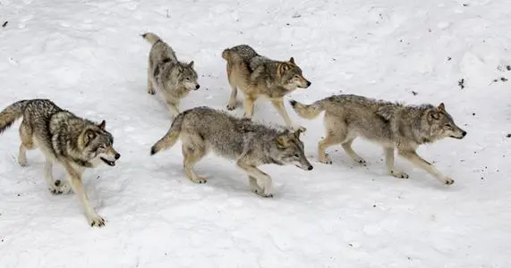 黑龙江齐齐哈尔一村庄疑发现四只野狼，这野狼究竟来自于哪里？